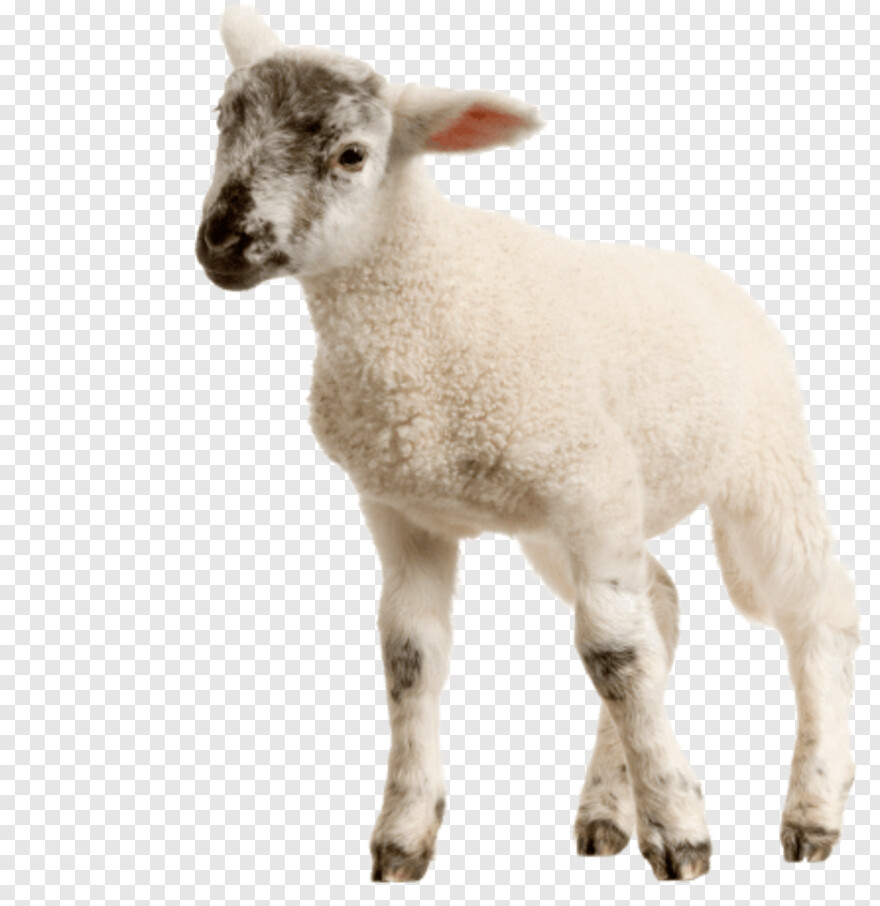 lamb # 434590