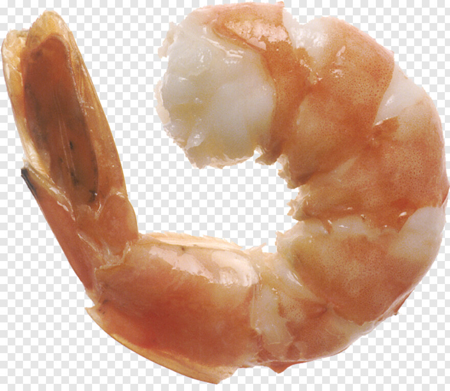 shrimp # 735531