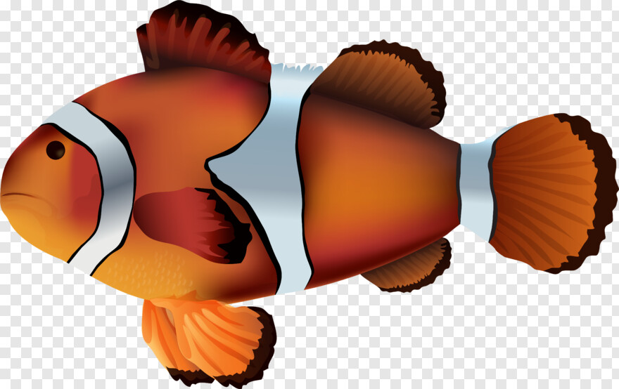 clown-fish # 428344