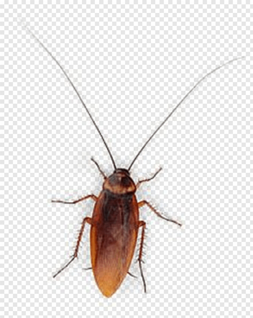 cockroach # 990872