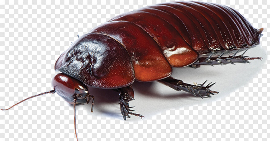 cockroach # 444702