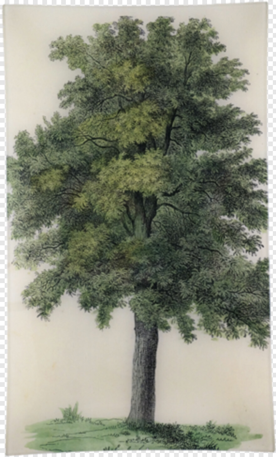 oak-tree # 458612