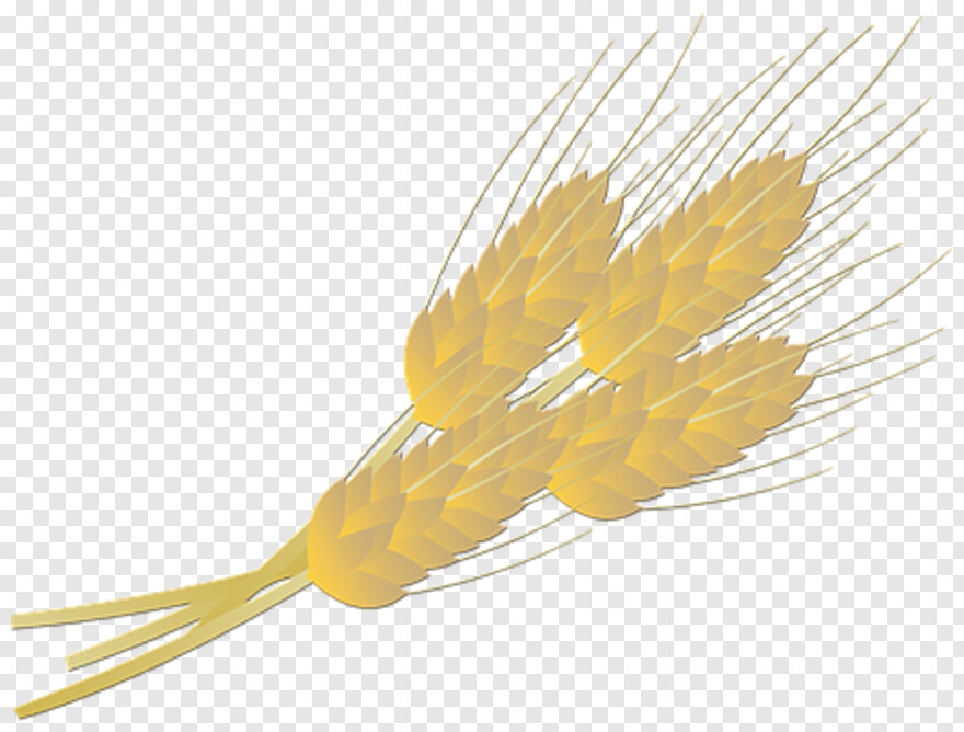 wheat-stalk # 420210