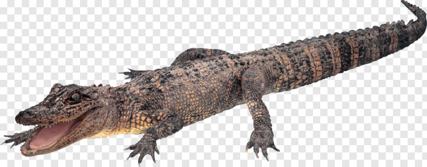 crocodile # 428340