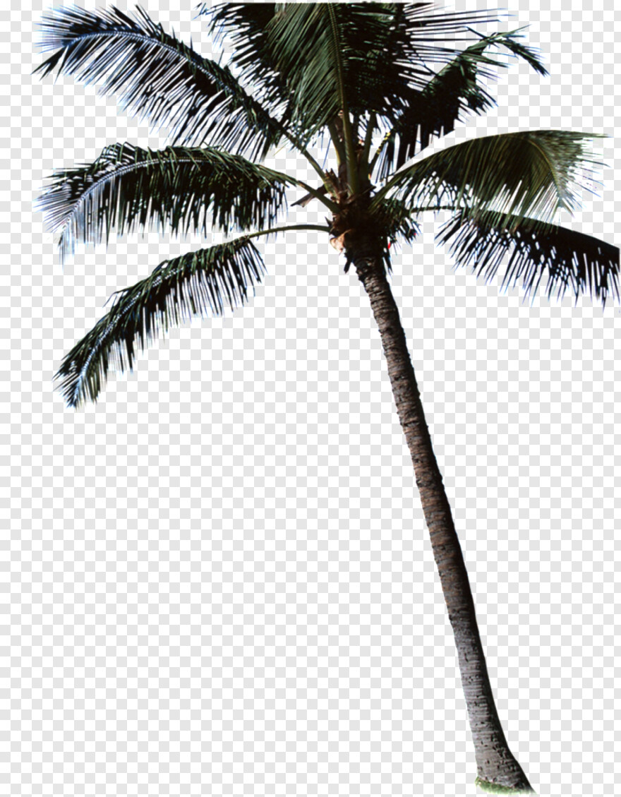 beach-coconut-tree # 384239