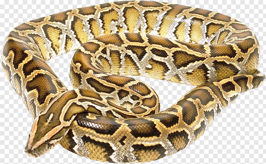 gucci-snake # 339568