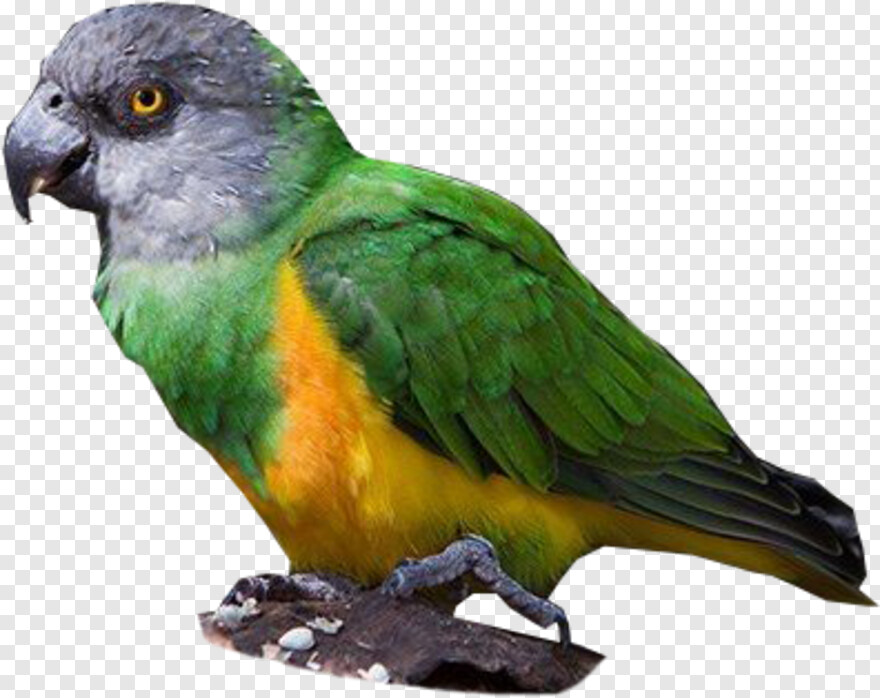 indian-parrot # 662438