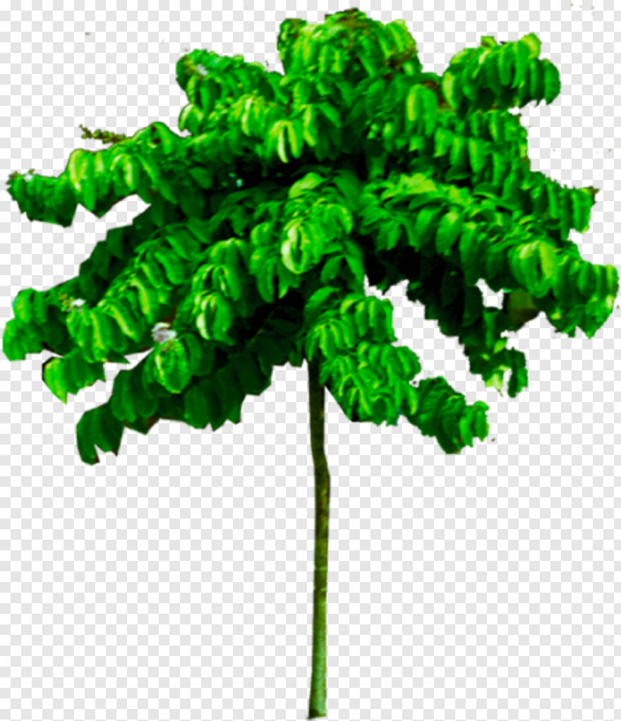 tropical-tree # 804053