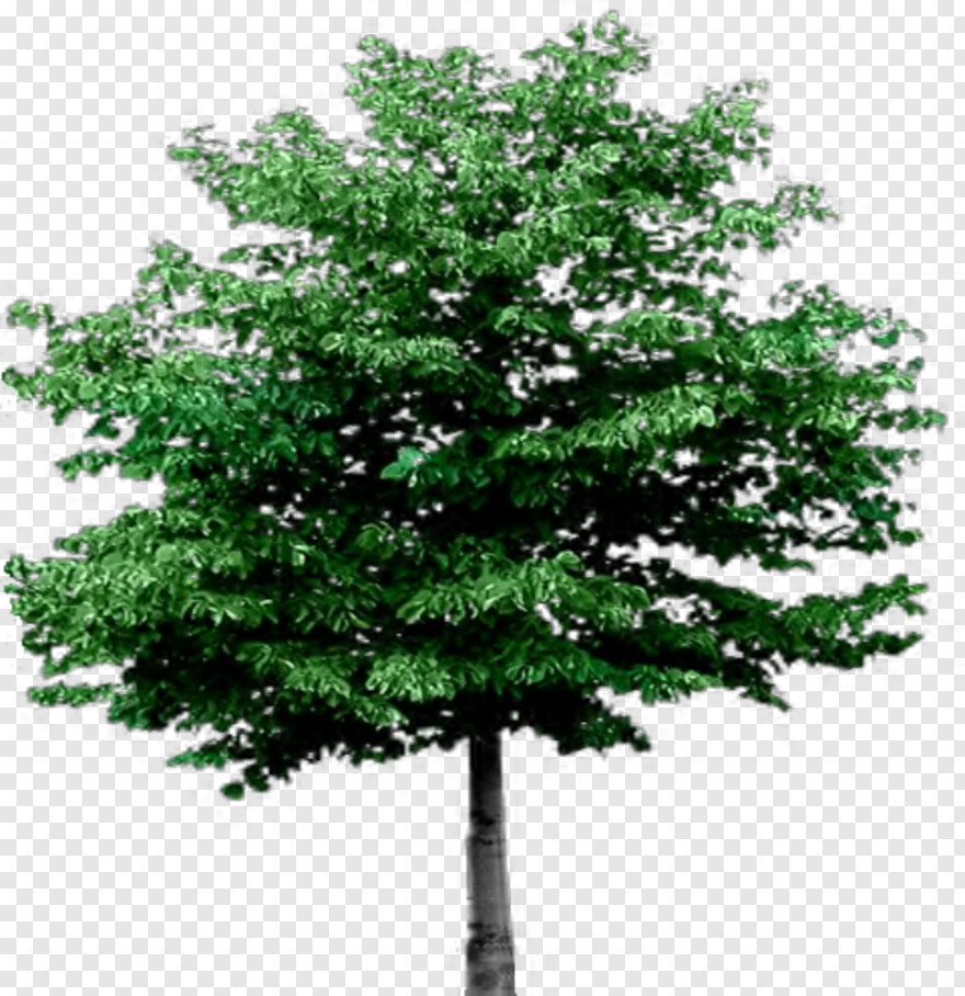 oak-tree-silhouette # 437740