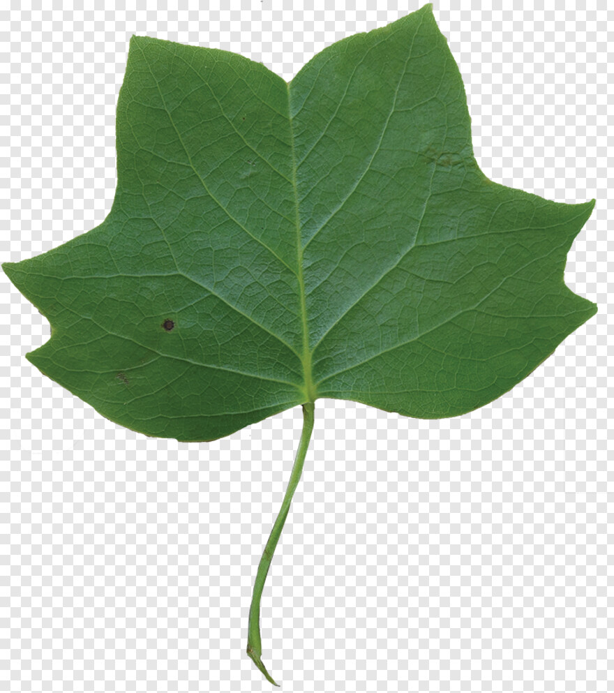 leaf-crown # 721987
