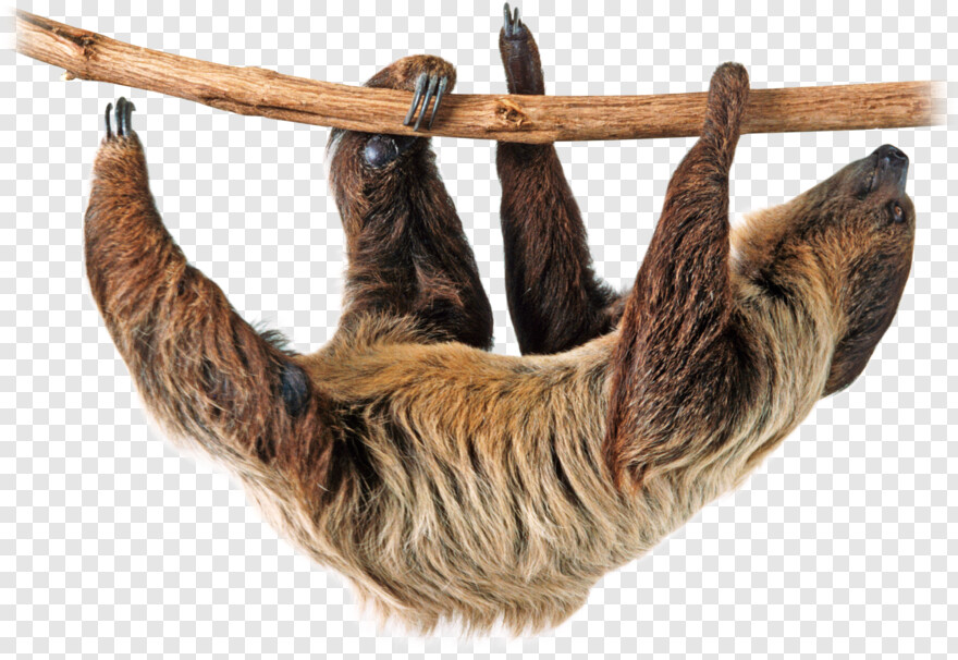 sloth # 512884