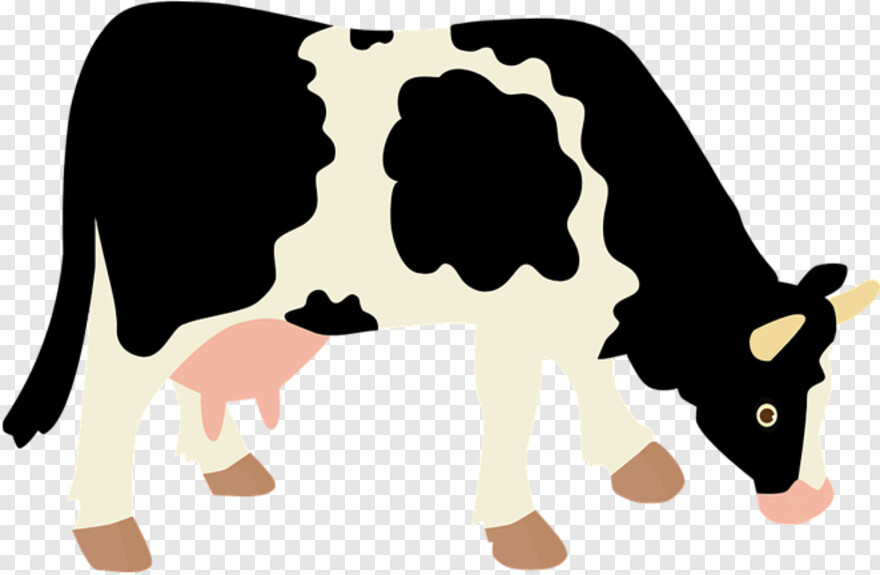 cow # 428253