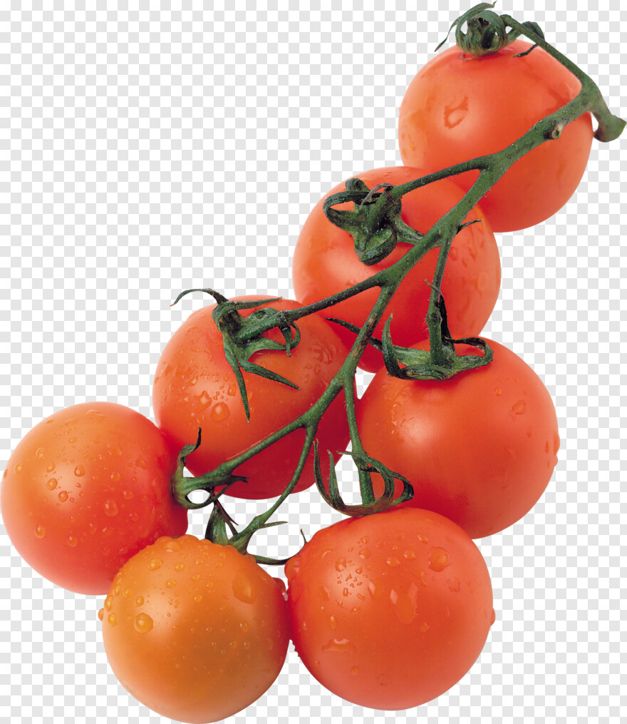 tomato-plant # 887809