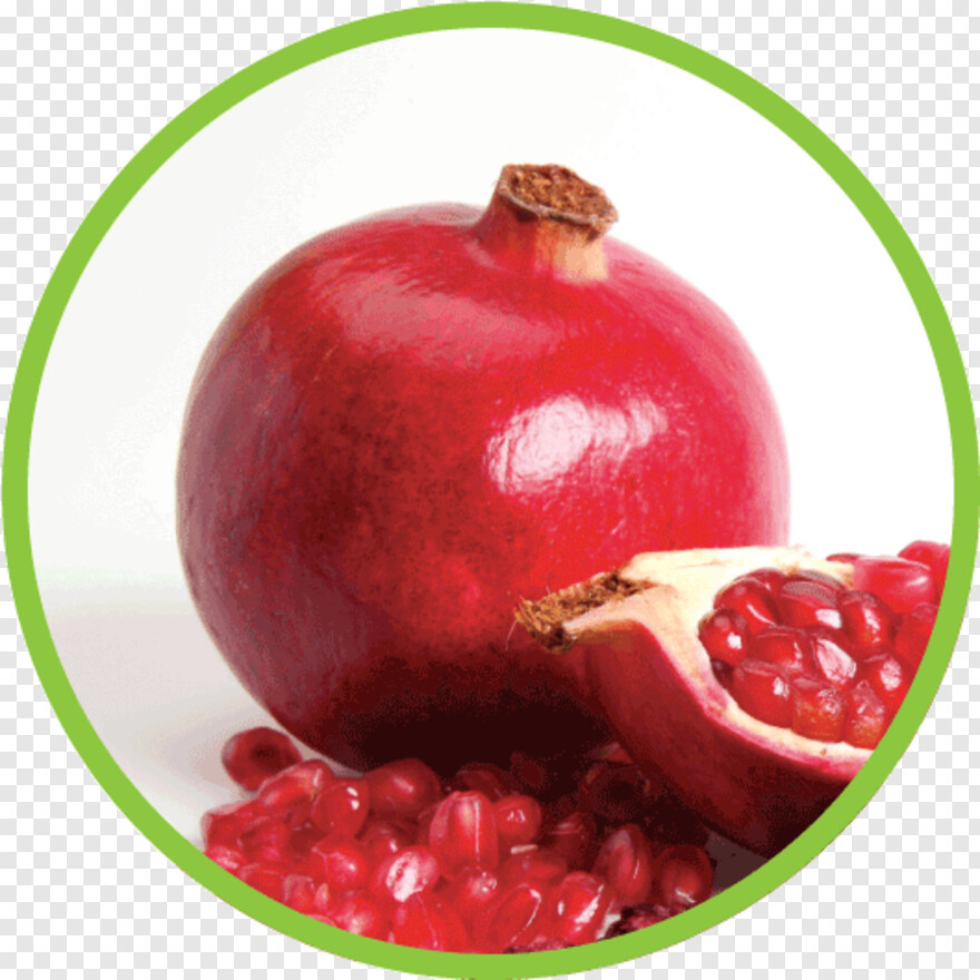 pomegranate # 648332