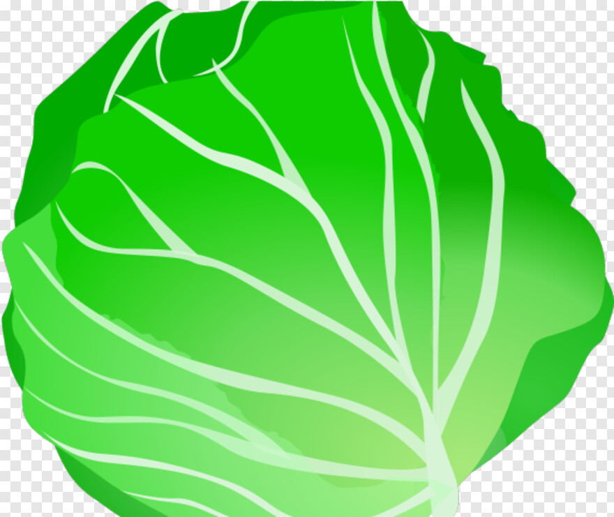 lettuce # 479769