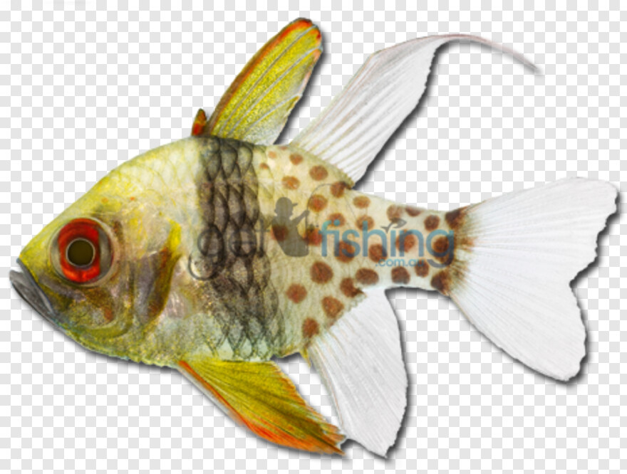 fish-logo # 1064296