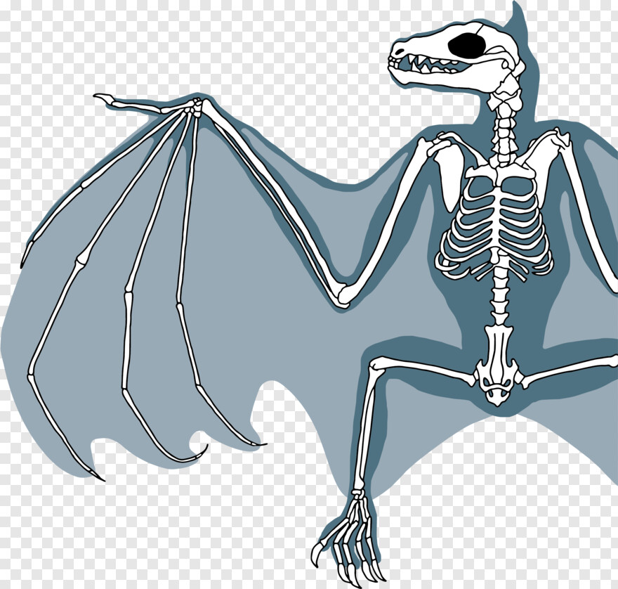  Bat, Skeleton, Bat Silhouette, Bat Symbol, Baseball Bat, Skeleton Head