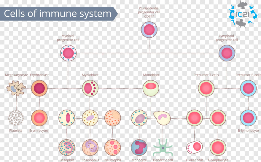 digestive-system # 410326