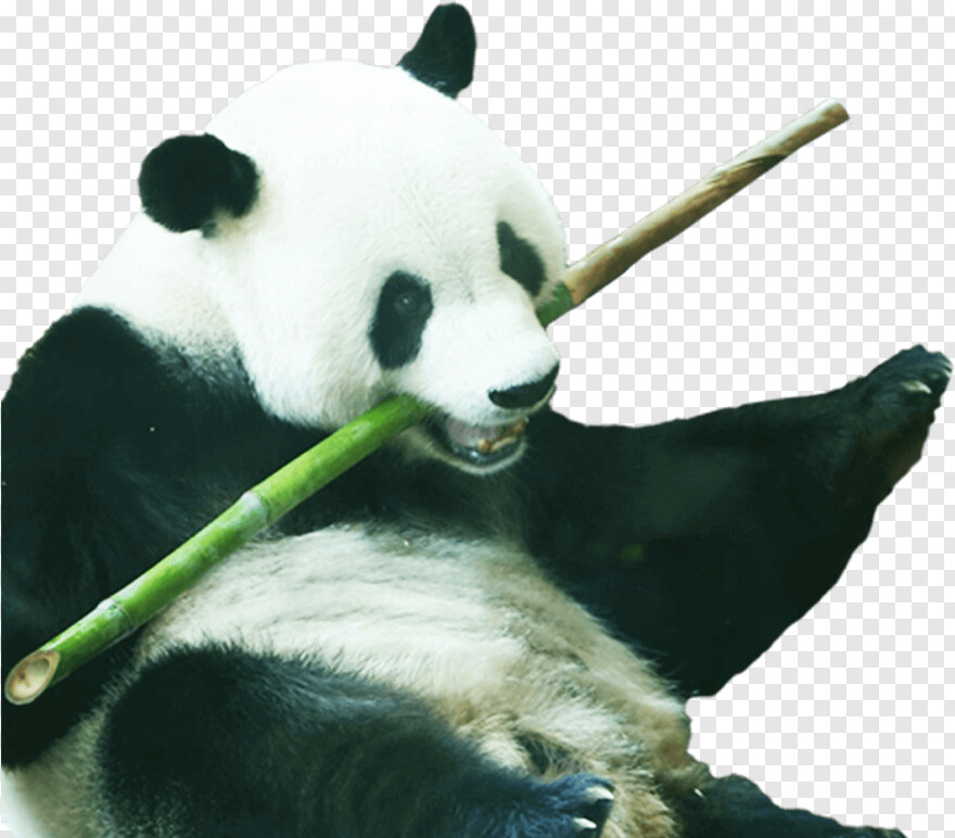 cute-panda # 804033