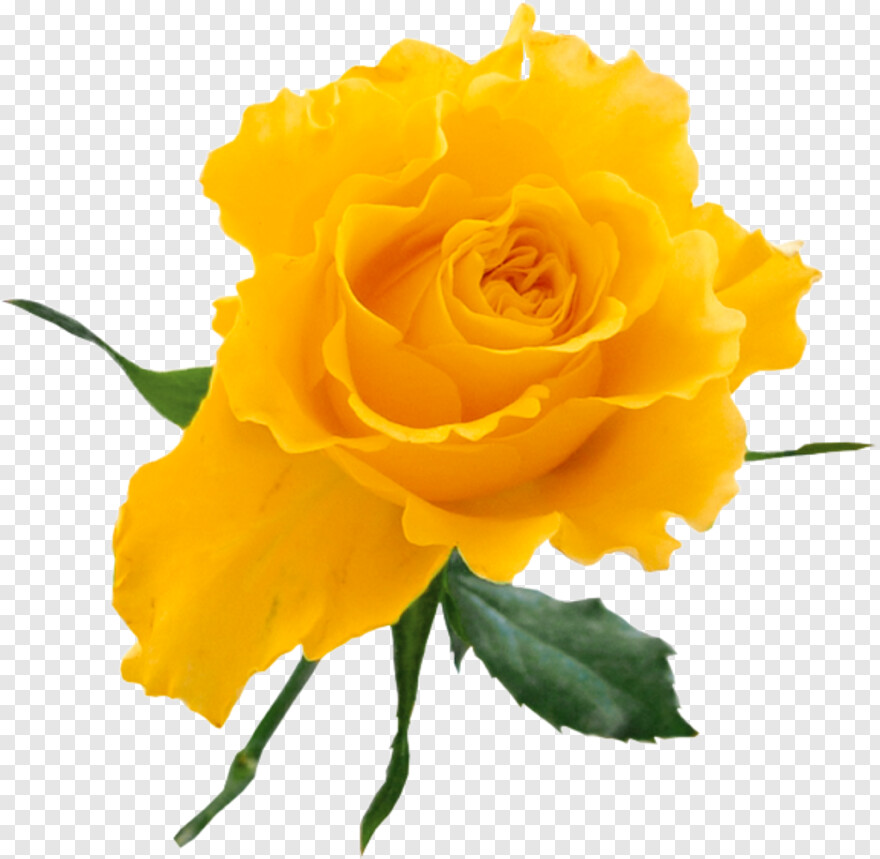 yellow-rose # 479760