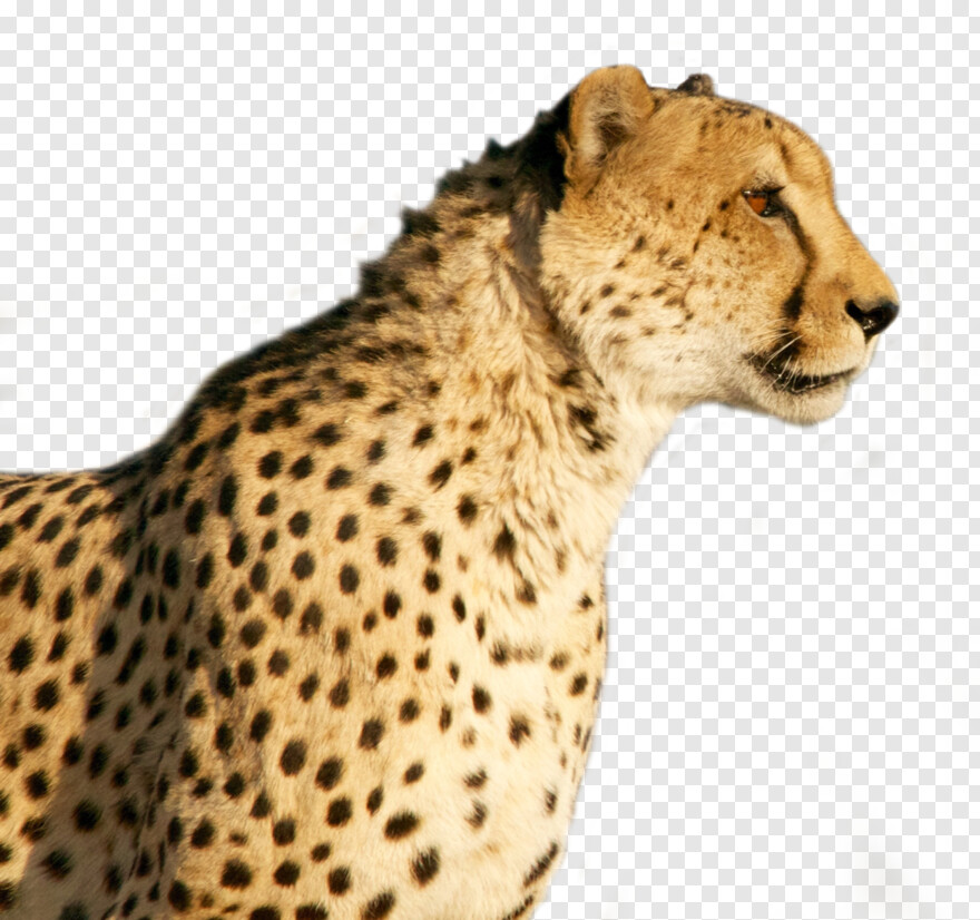 cheetah-print # 1029630