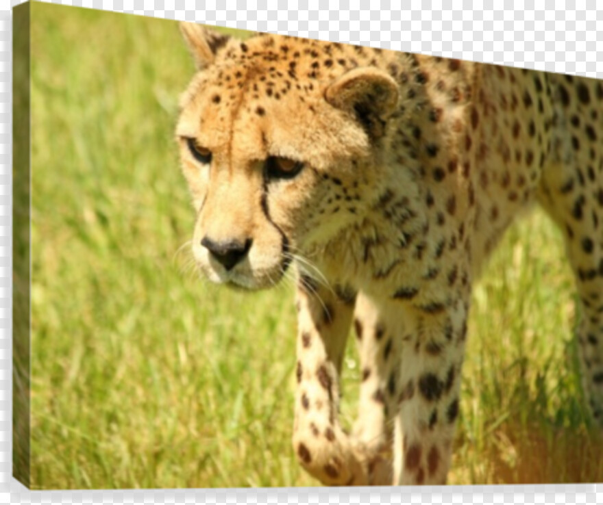 cheetah-print # 510660