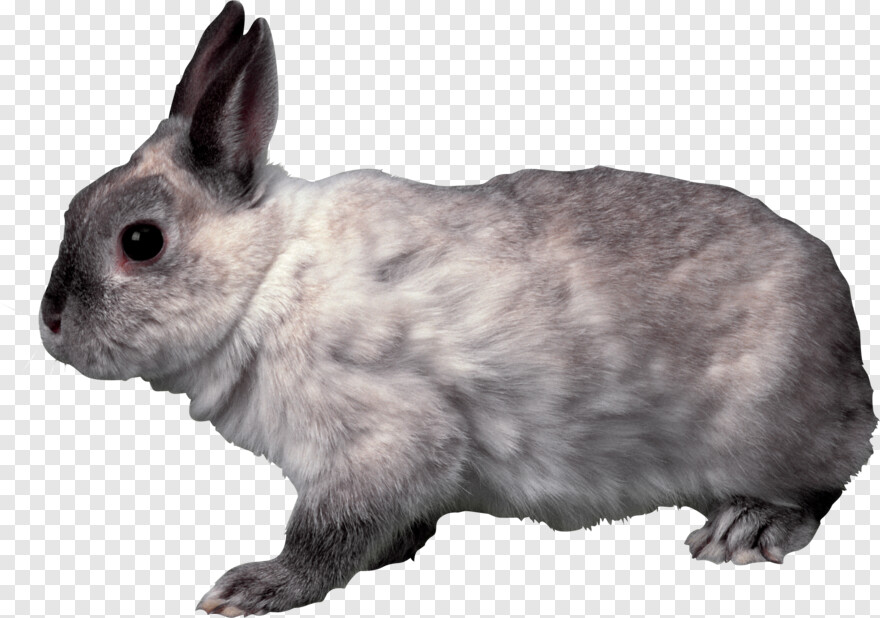 white-rabbit # 1100571
