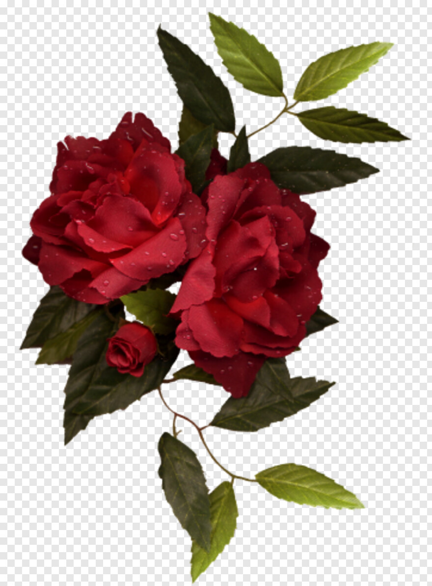 red-rose # 326956