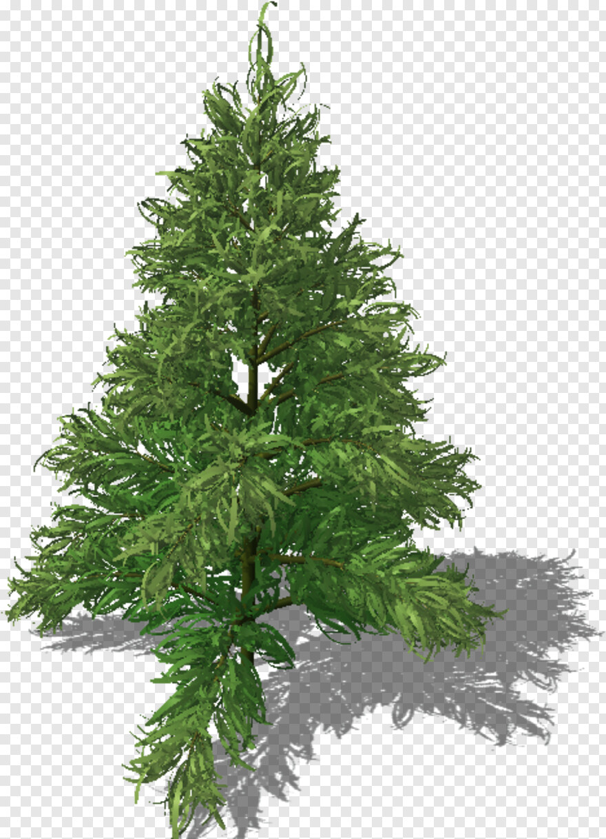 christmas-tree-branch # 1016250