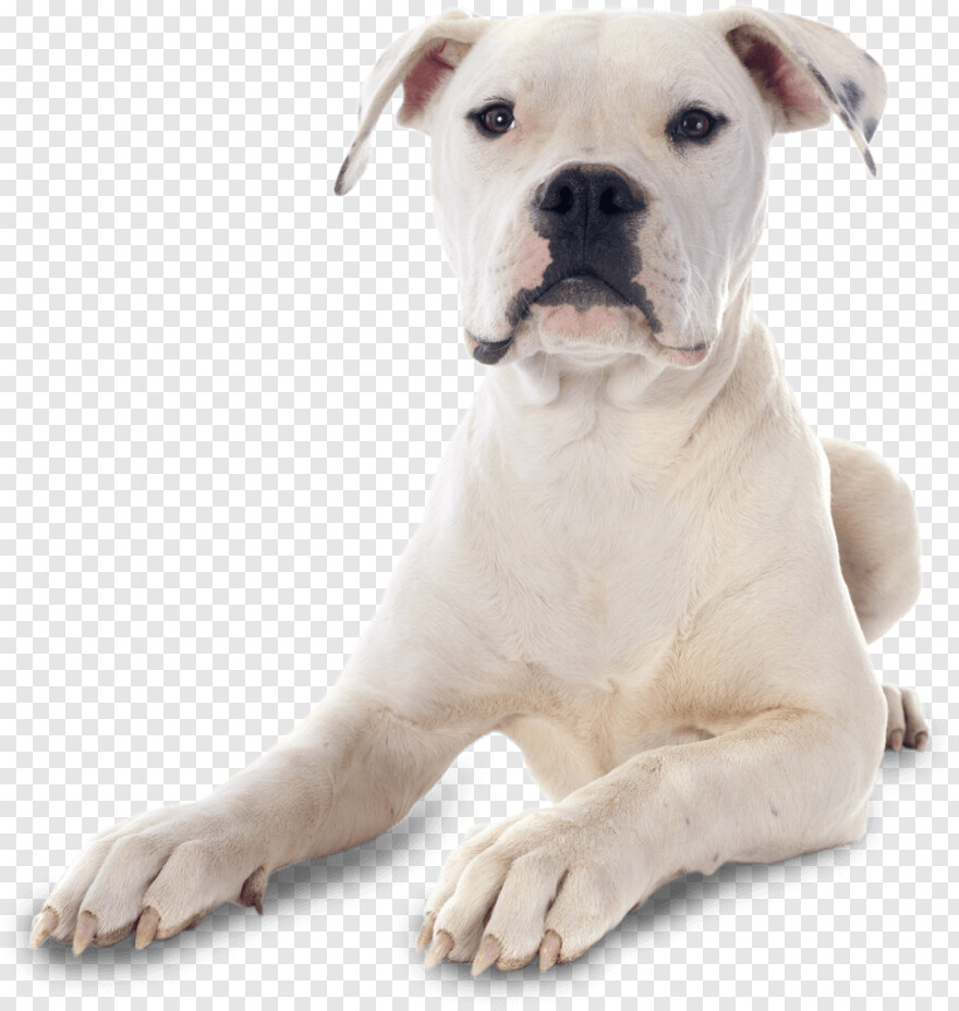 bulldog-logo # 527815