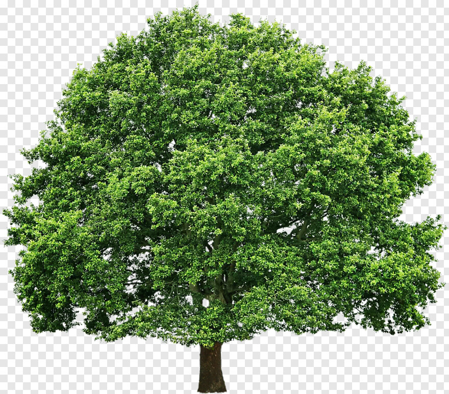 tree-texture # 461462