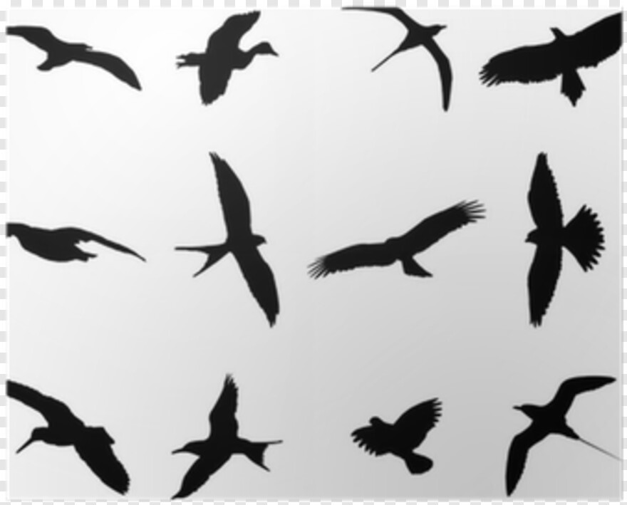 flying-birds-clipart # 361181