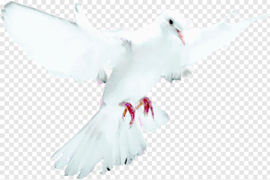 white-dove # 889019