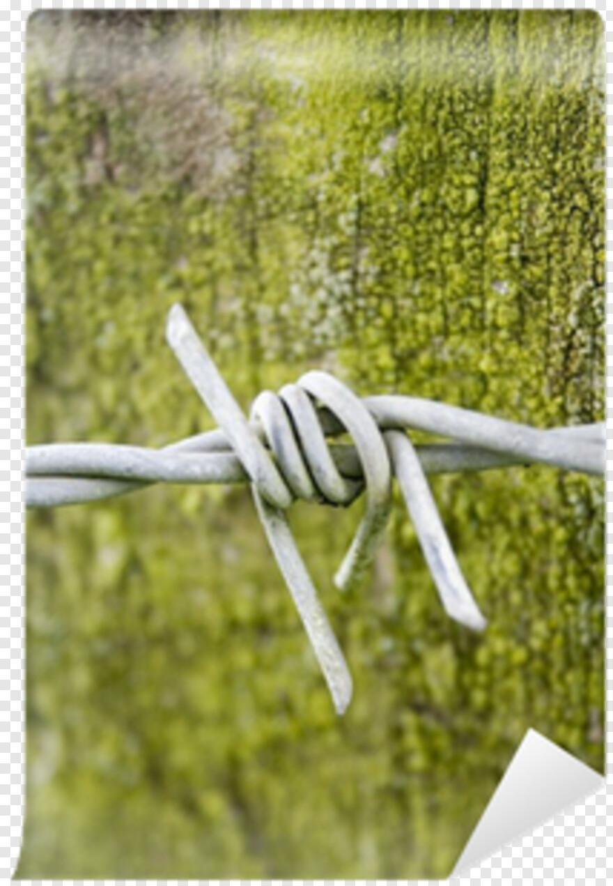 barbed-wire-border # 404253
