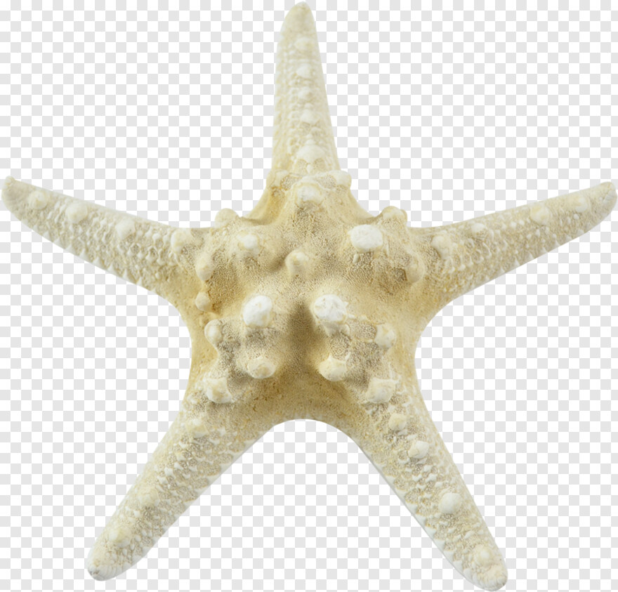 starfish # 612001