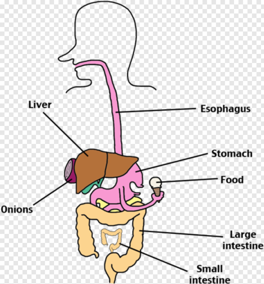 digestive-system # 905938