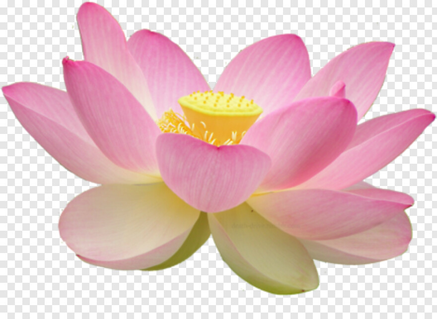 lotus-flower # 1105902