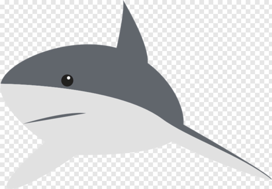 great-white-shark # 623626
