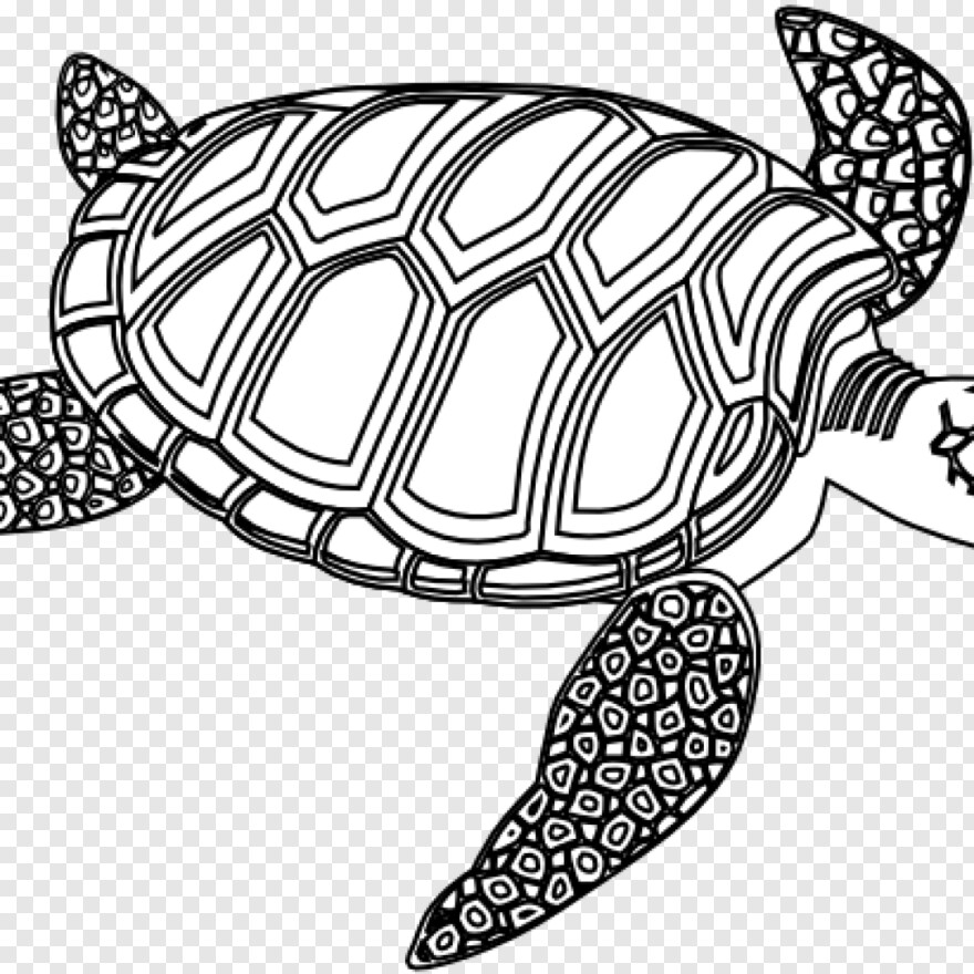 turtle-clipart # 626510