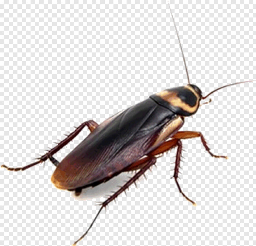 cockroach # 990897