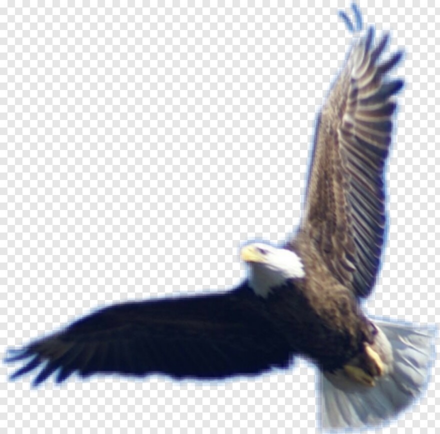 american-flag-eagle # 360431