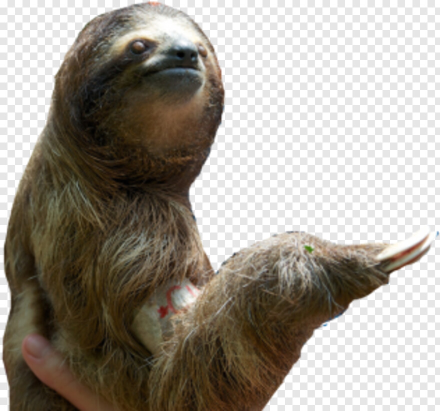 sloth # 655717