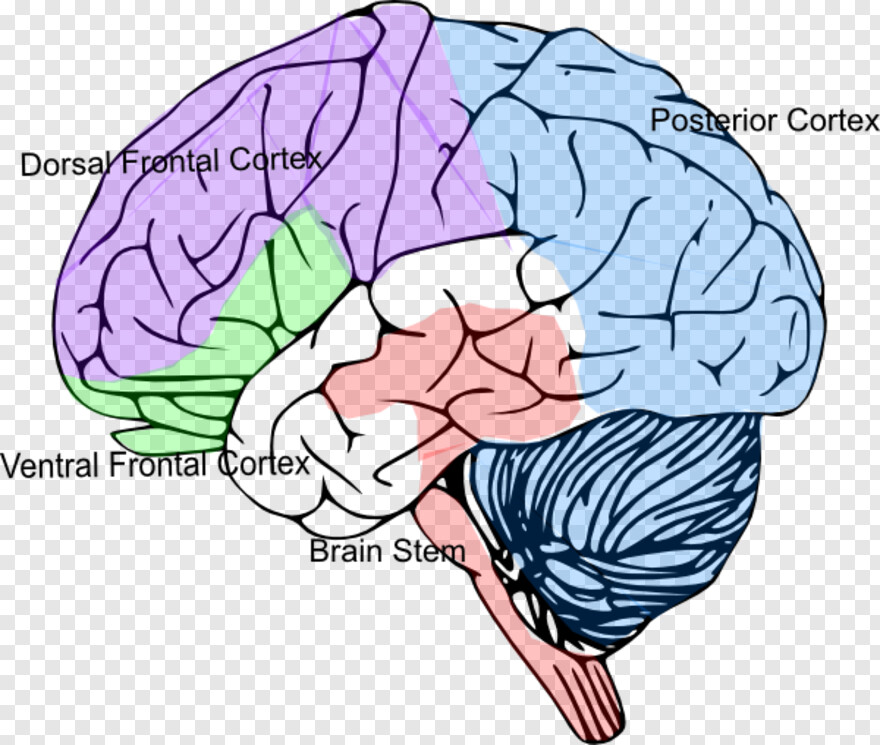 brain-vector # 315570