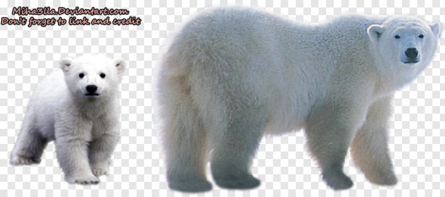 polar-bear # 430016
