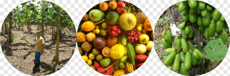  Fruit Basket, Fruit Salad, Orange Fruit, Apple Fruit, Fruit, Fruit Tree