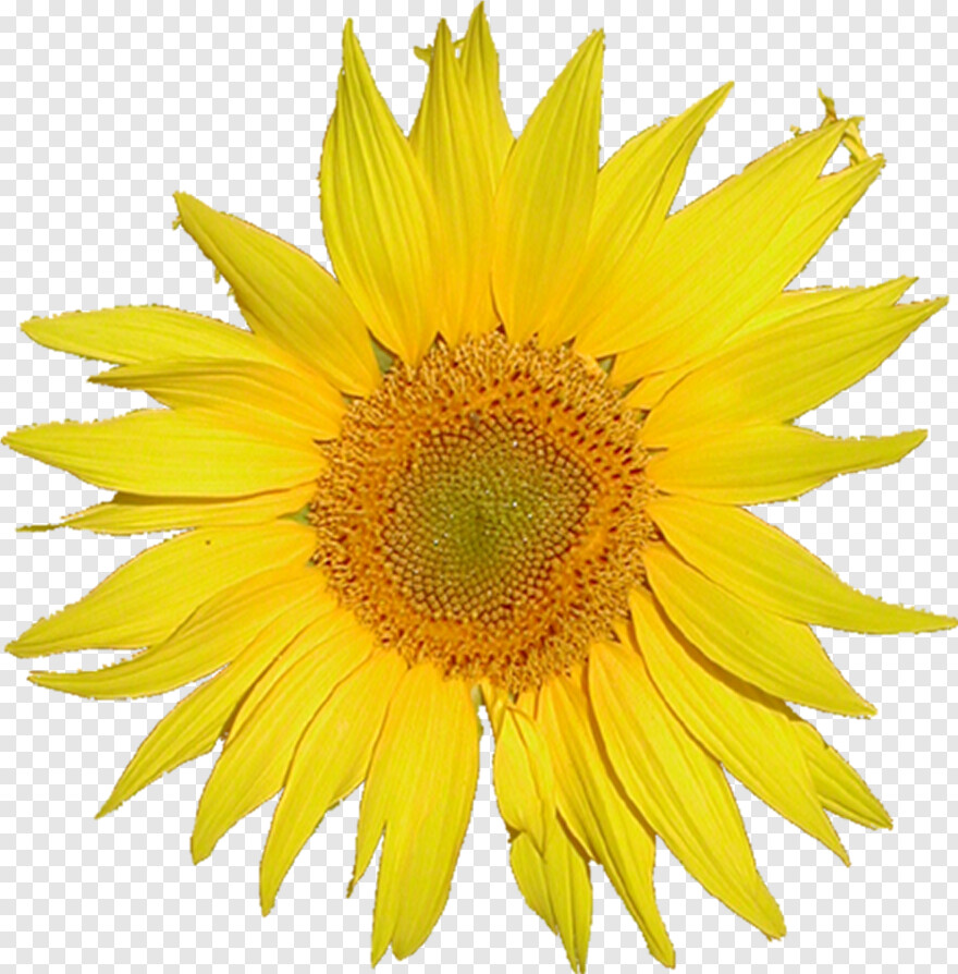 sunflower-vector # 428215