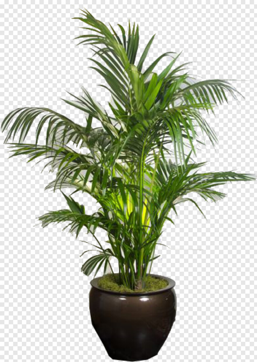 tropical-plants # 364703