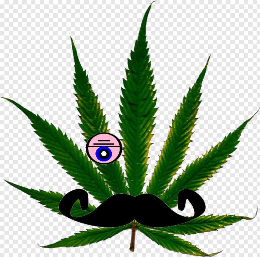 cannabis-leaf # 591055