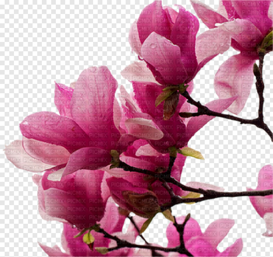  Pink Rose Flower, Single Rose Flower, Pink Flower, Rose Flower Vector, Rose Flower, Sakura Flower