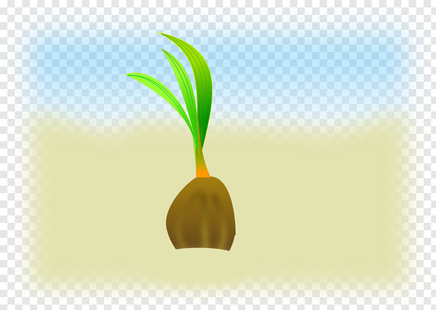 beach-coconut-tree # 990198